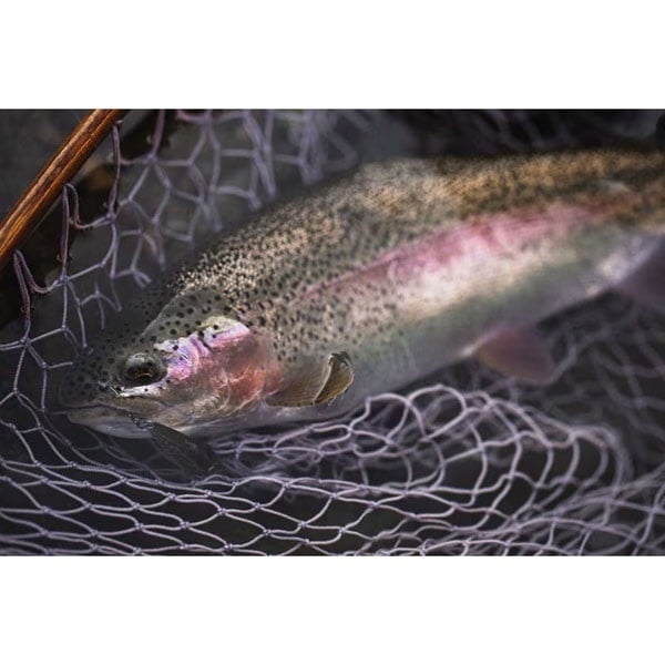 CARDIFF リフレイン 50HS